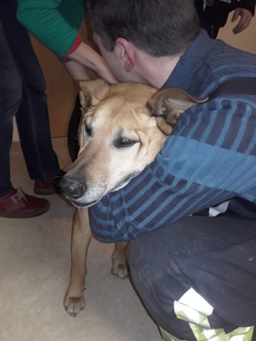 Entlaufener Hund auf Hauptstraße #3-16