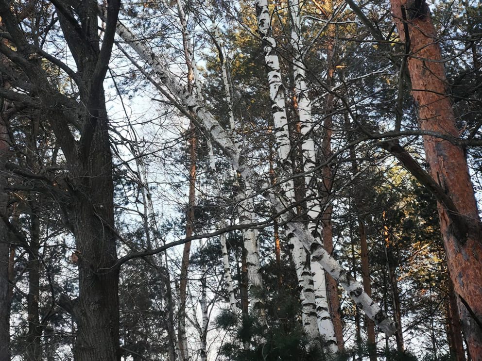 Umgefallene Bäume